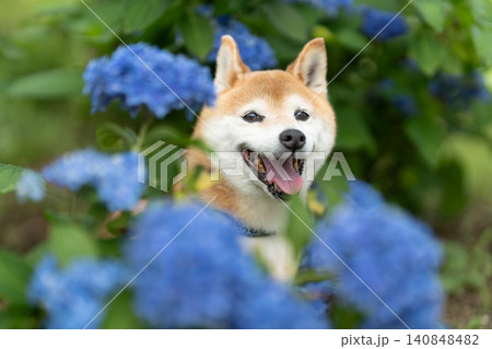 紫陽花と柴犬　可愛い柴犬　柴犬茜 140848482