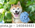 紫陽花と柴犬　可愛い柴犬　柴犬茜 140848483