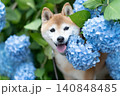 紫陽花と柴犬　可愛い柴犬　柴犬茜 140848485