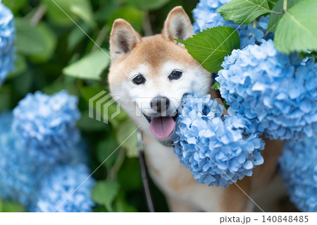 紫陽花と柴犬 可愛い柴犬 柴犬茜 紫陽花と柴犬 可愛い柴犬 柴犬茜 140848485