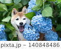 紫陽花と柴犬　可愛い柴犬　柴犬茜 140848486