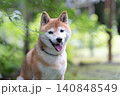 木陰で一休みする柴犬　可愛い柴犬　柴犬茜 140848549