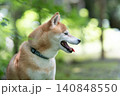木陰で一休みする柴犬　可愛い柴犬　柴犬茜 140848550