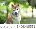 木陰で一休みする柴犬　可愛い柴犬　柴犬茜 140848551