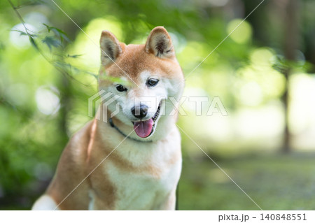 木陰で一休みする柴犬　可愛い柴犬　柴犬茜 140848551