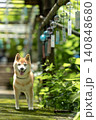 風鈴の下でポーズとる柴犬　可愛い柴犬　柴犬茜 140848680