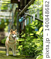風鈴の下でポーズとる柴犬　可愛い柴犬　柴犬茜 140848682