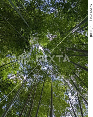 空に伸びる竹林修善寺竹林の小径 空に伸びる竹林修善寺竹林の小径 140848873
