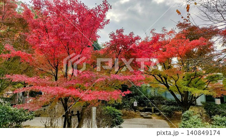 鮮やかに赤く染まった満開の紅葉と美しい日本庭園の風景 鮮やかに赤く染まった満開の紅葉と美しい日本庭園の風景 140849174