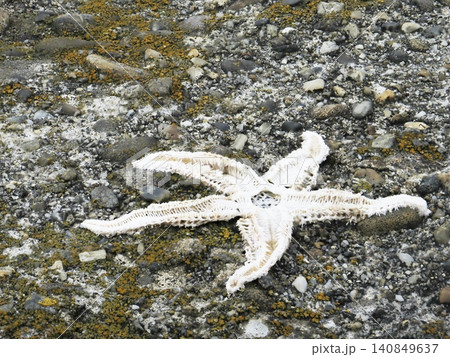 干からびたヒトデの死骸 干からびたヒトデの死骸 140849637