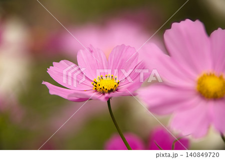 一番オーソドックスなピンク色の秋桜 一番オーソドックスなピンク色の秋桜 140849720