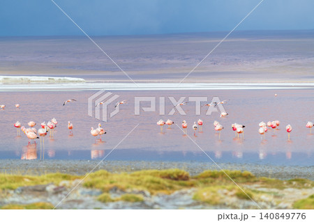 Peaceful pink flamingo flock in colorful water of Laguna Colorada Bolivia Peaceful pink flamingo flock in colorful water of Laguna Colorada Bolivia 140849776