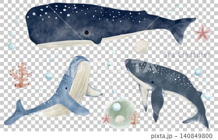 水彩タッチのクジラのイラスト素材セット 水彩タッチのクジラのイラスト素材セット 140849800