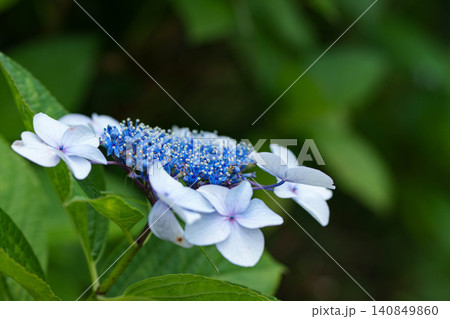 紫陽花 紫陽花 140849860