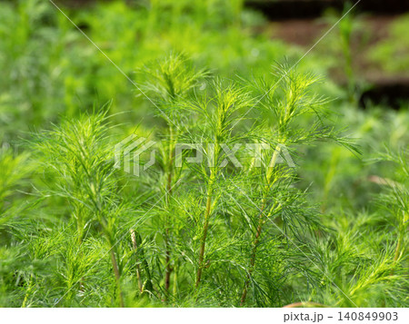 薬用植物 カワラヨモギ 薬用植物 カワラヨモギ 140849903