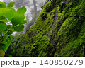 苔むした木 140850279