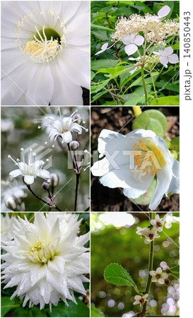 白花コラージュ 白花コラージュ 140850443