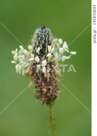 Detailed closeup on the flower of a narrowleaf or Ribwort plantain, Plantago lanceolata Detailed closeup on the flower of a narrowleaf or Ribwort plantain, Plantago lanceolata 140850693