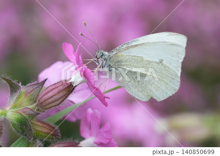 Colorful closeup on a Small White butterfly, Peris rapae in the garden against a pink background 140850699