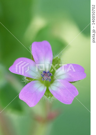 Closeup on the soft pink and small flower of the Round-leaved Crane's-bill, Geranium rotundifolium wildflower Closeup on the soft pink and small flower of the Round-leaved Crane's-bill, Geranium rotundifolium wildflower 140850702