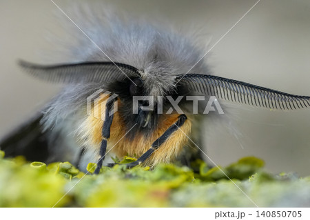 Facial closeup on a muslin moth Diaphora mendica with spread antenna Facial closeup on a muslin moth Diaphora mendica with spread antenna 140850705
