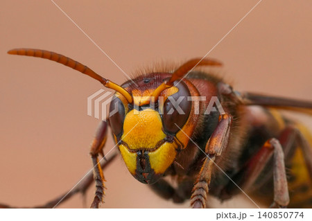 Closeup on a colorful red European hornet , Vespa crabro on a piece of wood Closeup on a colorful red European hornet , Vespa crabro on a piece of wood 140850774