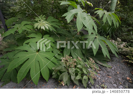 Closeup on the large lush green foliage of the Chinese rice paper plant, Tetrapanax papyrifer 140850778