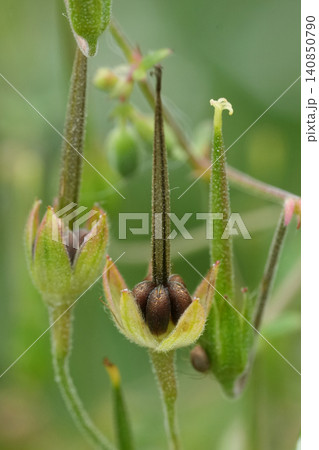 Macro view on delicate Hedgerow cranesbill Geranium pyrenaicum seed pods and highlighting nature's intricate growth details Macro view on delicate Hedgerow cranesbill Geranium pyrenaicum seed pods and highlighting nature's intricate growth details 140850790
