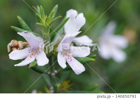 Delicate white and pink spotted Coastal rosemary, Westringia fruticosa flowers bloom on green shrub, soft focus natural background 140850791