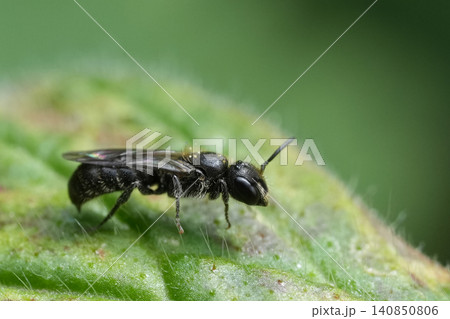 Extreme closeup on a small scissor bee, Chelostoma campanularum resting on a green leaf 140850806