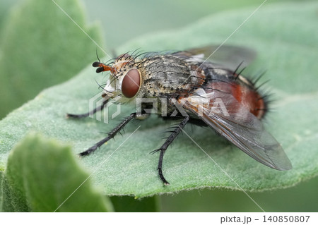 Detailed closeup on a large European bristle fly, Peleteria iavana sitting on a green leaf in the garden Detailed closeup on a large European bristle fly, Peleteria iavana sitting on a green leaf in the garden 140850807