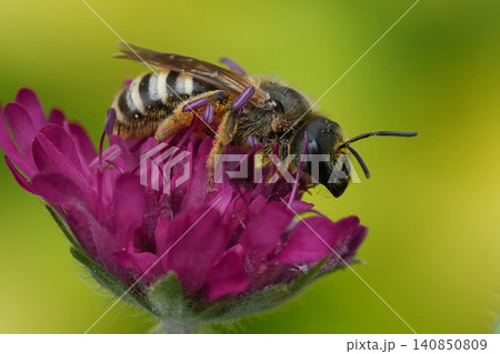 Closeup on a great banded furrow bee, Halictus scabiosae on a purple Scabious flower, Knautia macedonica Closeup on a great banded furrow bee, Halictus scabiosae on a purple Scabious flower, Knautia macedonica 140850809