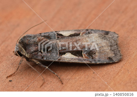 Closeup on a European Setaceous Hebrew Character owlet moth, Xestia c-nigrum Closeup on a European Setaceous Hebrew Character owlet moth, Xestia c-nigrum 140850816
