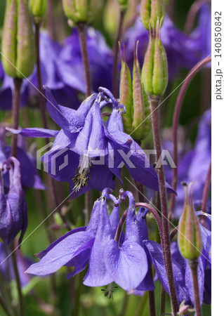 Closeup on a vibrant blue flowering Common columbine ildflower,  Aquilegia vulgaris 140850842