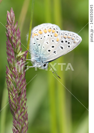 Closeup on an Icarus blue butterfly, Polyommatus icarus, resting with closed wings Closeup on an Icarus blue butterfly, Polyommatus icarus, resting with closed wings 140850845