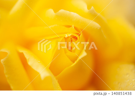 黄色の薔薇のクローズアップ 黄色の薔薇のクローズアップ 140851438