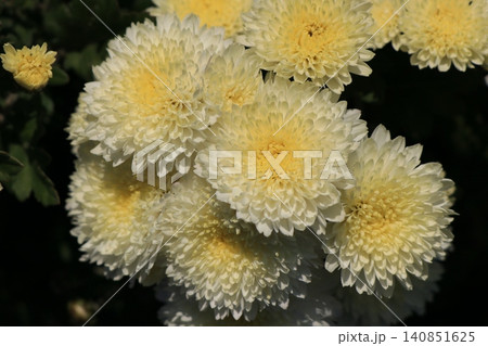八重小菊の花 八重小菊の花 140851625