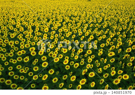 津南町の花咲くひまわり広場 津南町の花咲くひまわり広場 140851970
