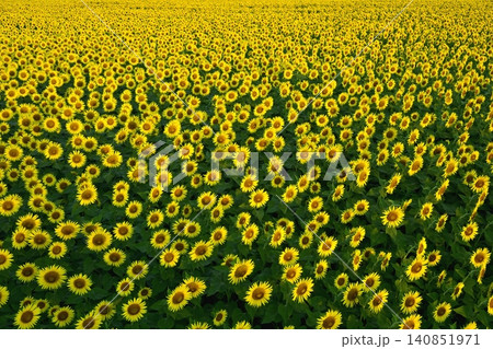 津南町の花咲くひまわり広場 津南町の花咲くひまわり広場 140851971