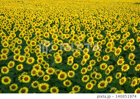 津南町の花咲くひまわり広場 140851974