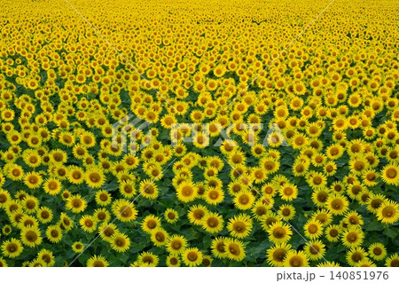 津南町の花咲くひまわり広場 津南町の花咲くひまわり広場 140851976