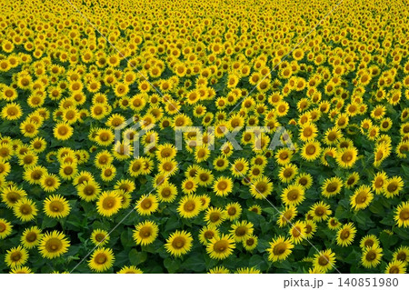 津南町の花咲くひまわり広場 140851980