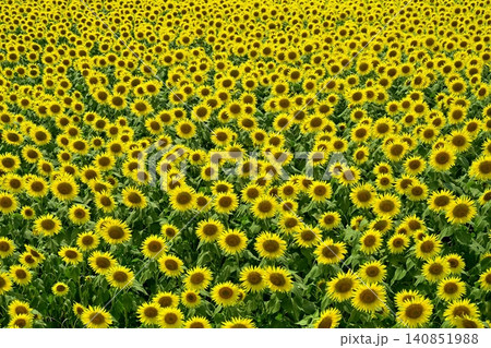 津南町の花咲くひまわり広場 140851988