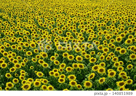 津南町の花咲くひまわり広場 140851989