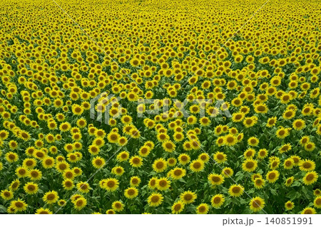 津南町の花咲くひまわり広場 津南町の花咲くひまわり広場 140851991