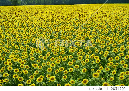 津南町の花咲くひまわり広場 140851992