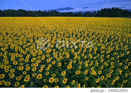 津南町の花咲くひまわり広場 140852003