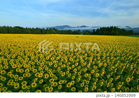 津南町の花咲くひまわり広場 津南町の花咲くひまわり広場 140852009