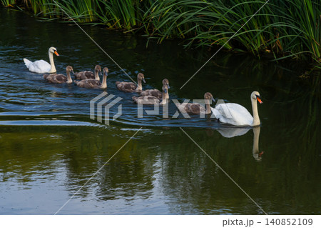Family of swans gliding gracefully through a tranquil pond surrounded by lush greenery on a bright day Family of swans gliding gracefully through a tranquil pond surrounded by lush greenery on a bright day 140852109