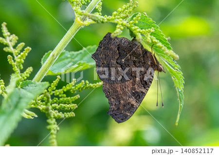 Butterfly resting on green leaves in a vibrant garden during a sunny afternoon, showcasing intricate wing patterns and natural camouflage 140852117